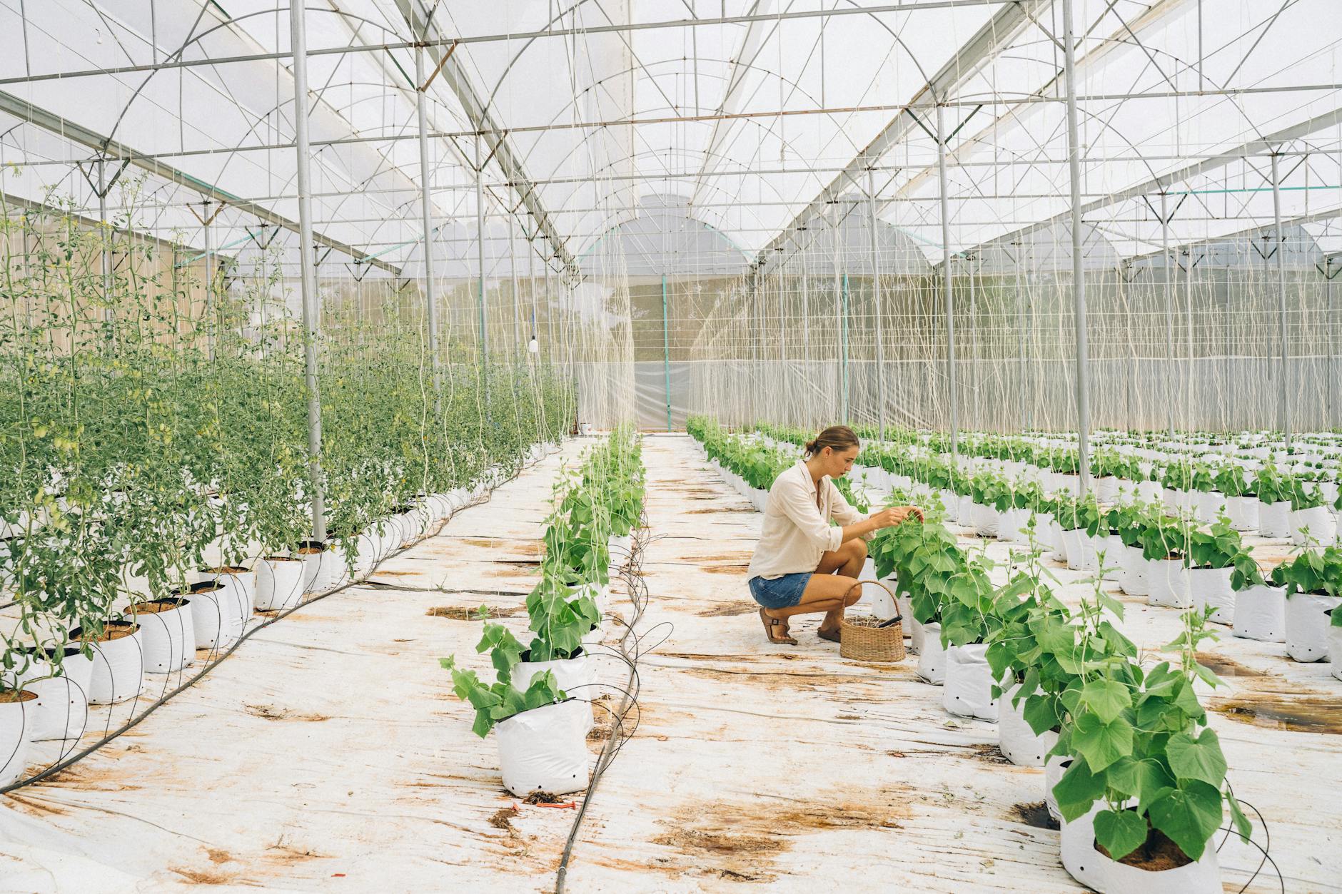 Agriculture